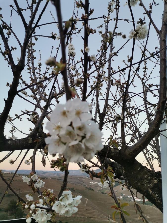 Quinta De Travassinhos- Douro Valley & Spa ซานตามาร์ตาเดเปนาเกียว ภายนอก รูปภาพ